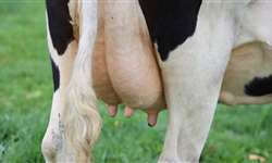 Como a CCS varia nas vacas com mastite clínica?