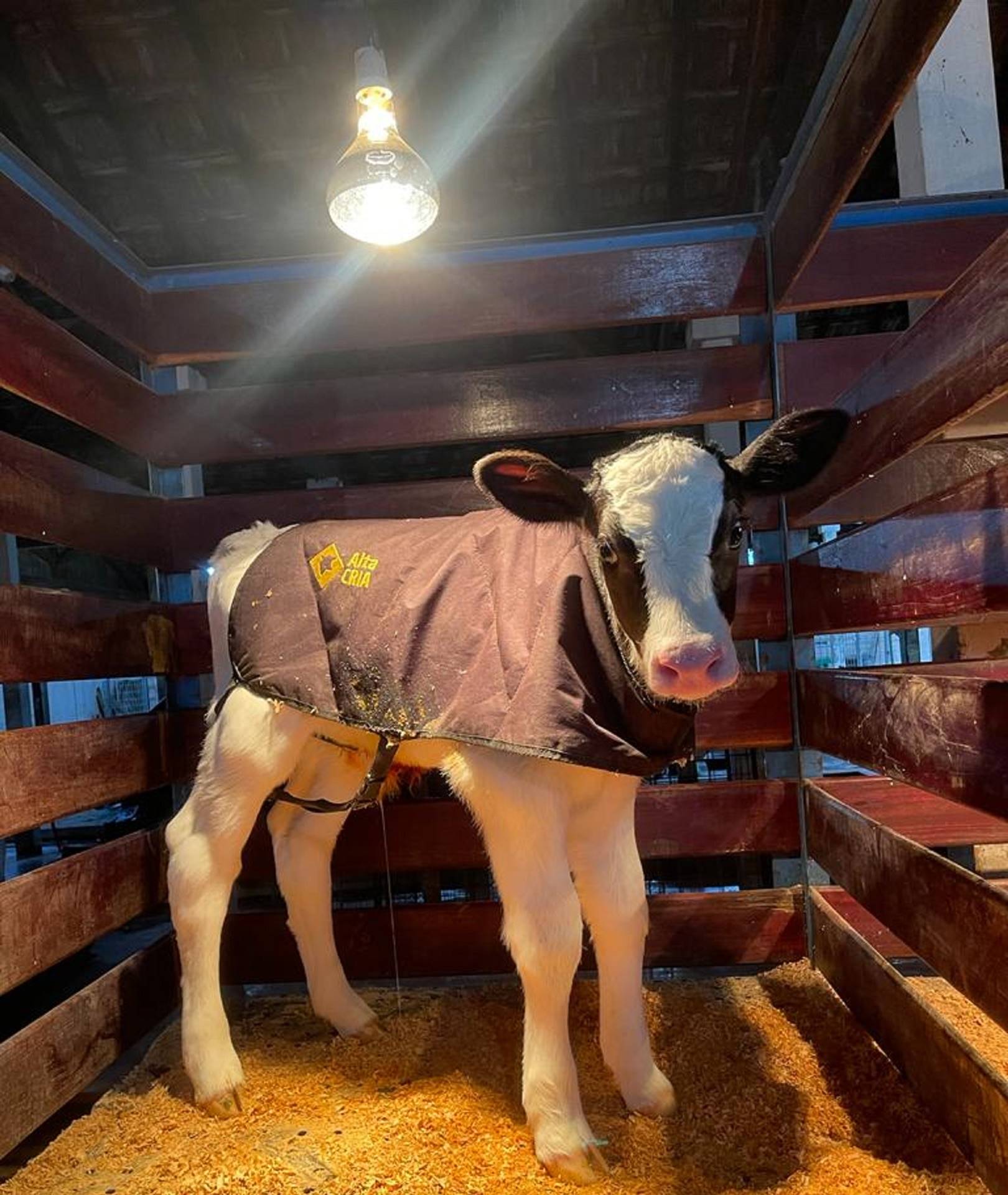 A temperatura influencia o ganho de peso dos bezerros?