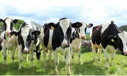 Como o estresse térmico afeta a bovinocultura de leite?
