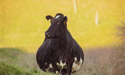 Aborto em vacas leiteiras: efeitos na produção e eficiência reprodutiva