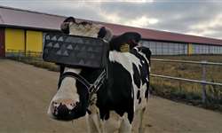 Realidade Virtual para vacas?