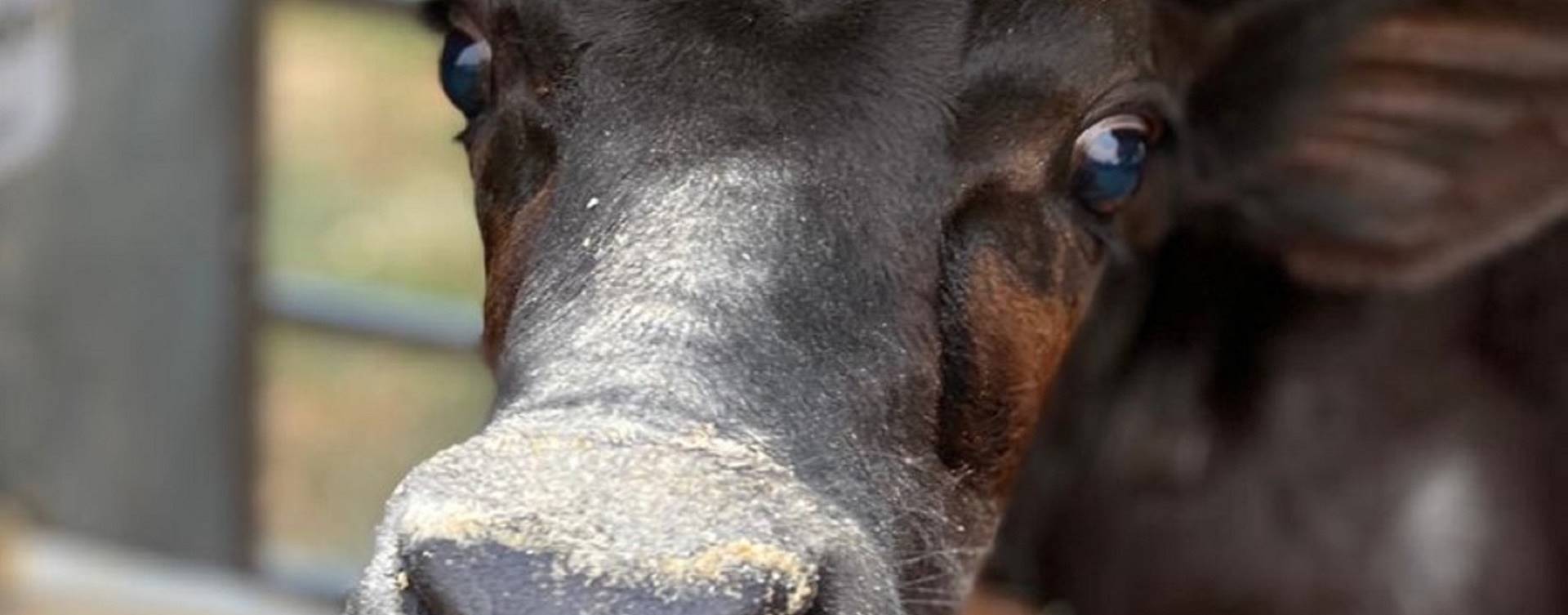 Variações diárias no consumo de concentrado é um problema?