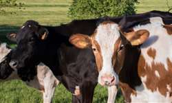 O que saber sobre enriquecimento ambiental na pecuária leiteira