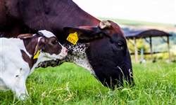 Benefícios da redução das dores no parto para vacas leiteiras
