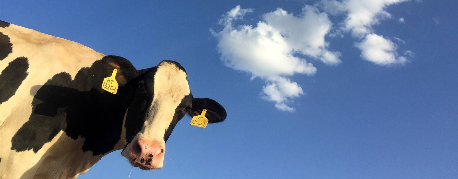 Vacas no deserto com ar condicionado?