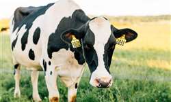 Estratégias de alimentação para mitigar o estresse térmico em vacas leiteiras
