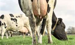 Principais doenças que acometem a bovinocultura leiteira