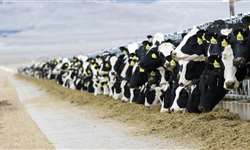 O novo NRC: o que, de fato, mudará na prática nas fazendas de leite?