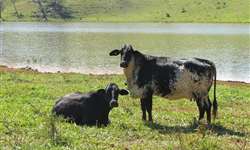 Qual é a importância da água para a bovinocultura de leite?