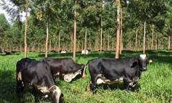 ILPF na bovinocultura leiteira: uma estratégia racional