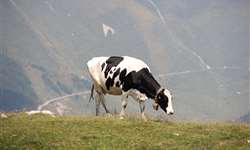 Canadá investe na saúde de vacas leiteiras
