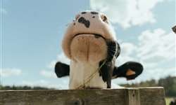 Primeira vaca clonada da Rússia deu à luz um bezerro saudável