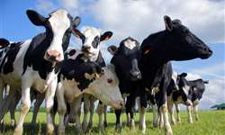 SC: propriedades leiteiras conquistam desempenho expressivo com apoio do Senar