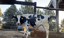EUA: vaca holandesa quebra recorde de produção de leite