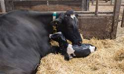 PR: seis bezerras gêmeas nascem em propriedade de produção de leite