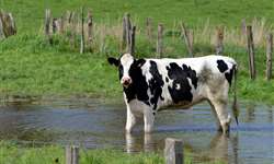 Estudo aponta valores de referência do uso de água em fazendas leiteiras