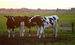 Micróbios comedores de metano e as emissões de GEE nas fazendas leite