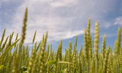 Silagem de trigo: o que saber antes de cultivar?
