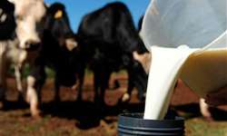 BA: programa de incentivo ao produtor de leite é lançado