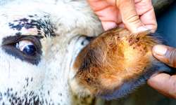 Carrapatos em vacas leiteiras: prejuízos e controle