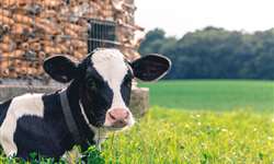 Aborto em vacas leiteiras: investigando as causas