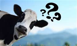 Como a vaca produz leite?