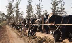 Emater/RS: oferta de alimento para bovinos leiteiros segue limitada