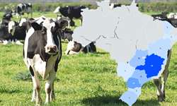 Localização dos 100 maiores produtores de leite do país