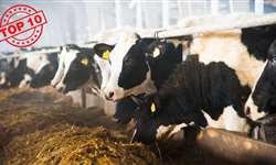 Top 10 produtores de leite do país e suas características
