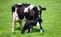 Curso de inseminação artificial auxilia produtora de leite