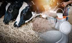 Resíduos em fazendas de leite: tipos e impactos