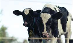 Monitoramento do estresse calórico em vacas leiteiras