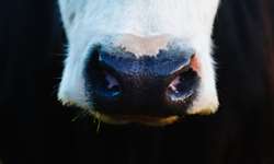 EUA detectam caso atípico de vaca louca