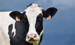 Monitoramento do estresse calórico em vacas leiteiras