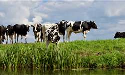 Três pilares da sustentabilidade para o rebanho leiteiro