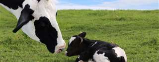 O sexo da cria pode influenciar a produção de leite da mãe?