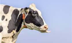 Saúde intestinal: aumentando a longevidade das vacas!