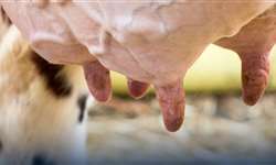 Utilização do BST em vacas leiteiras: mitos e verdades