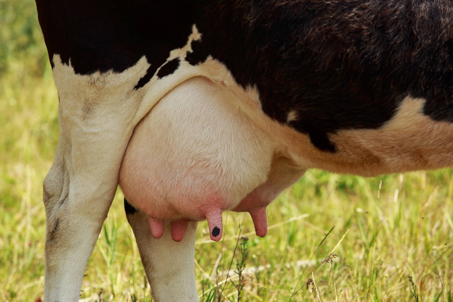 MG: Vaca bate recorde mundial de produção de leite em torneio