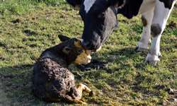 Retenção de placenta e endometrite subclínica: prevalência e relação com o desempenho reprodutivo de vacas leiteiras mestiças