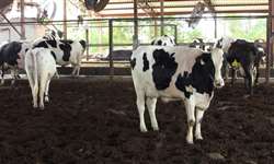 Compost Barn: vacas felizes e meio ambiente também