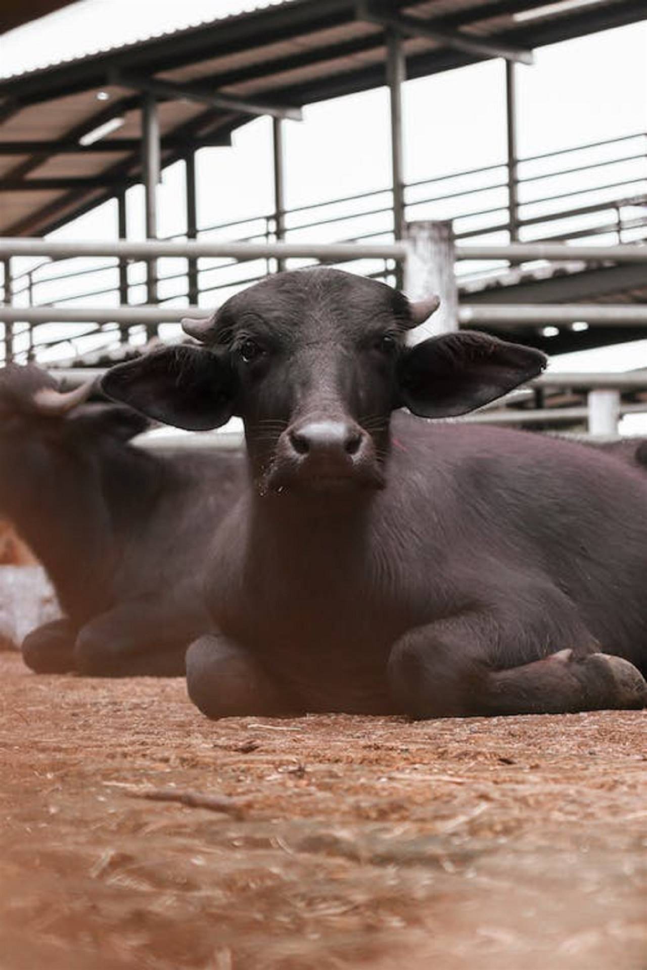 Bom Despacho: produtora inova com produção de queijos de búfala