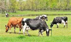 IEA: saída de produtores e redução de rebanho de leite preocupam