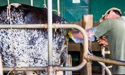Melhorando a fertilidade das vacas leiteiras