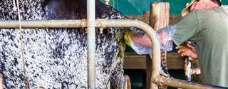 Melhorando a fertilidade das vacas leiteiras