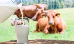 Como a dieta pode afetar o leite da vaca?