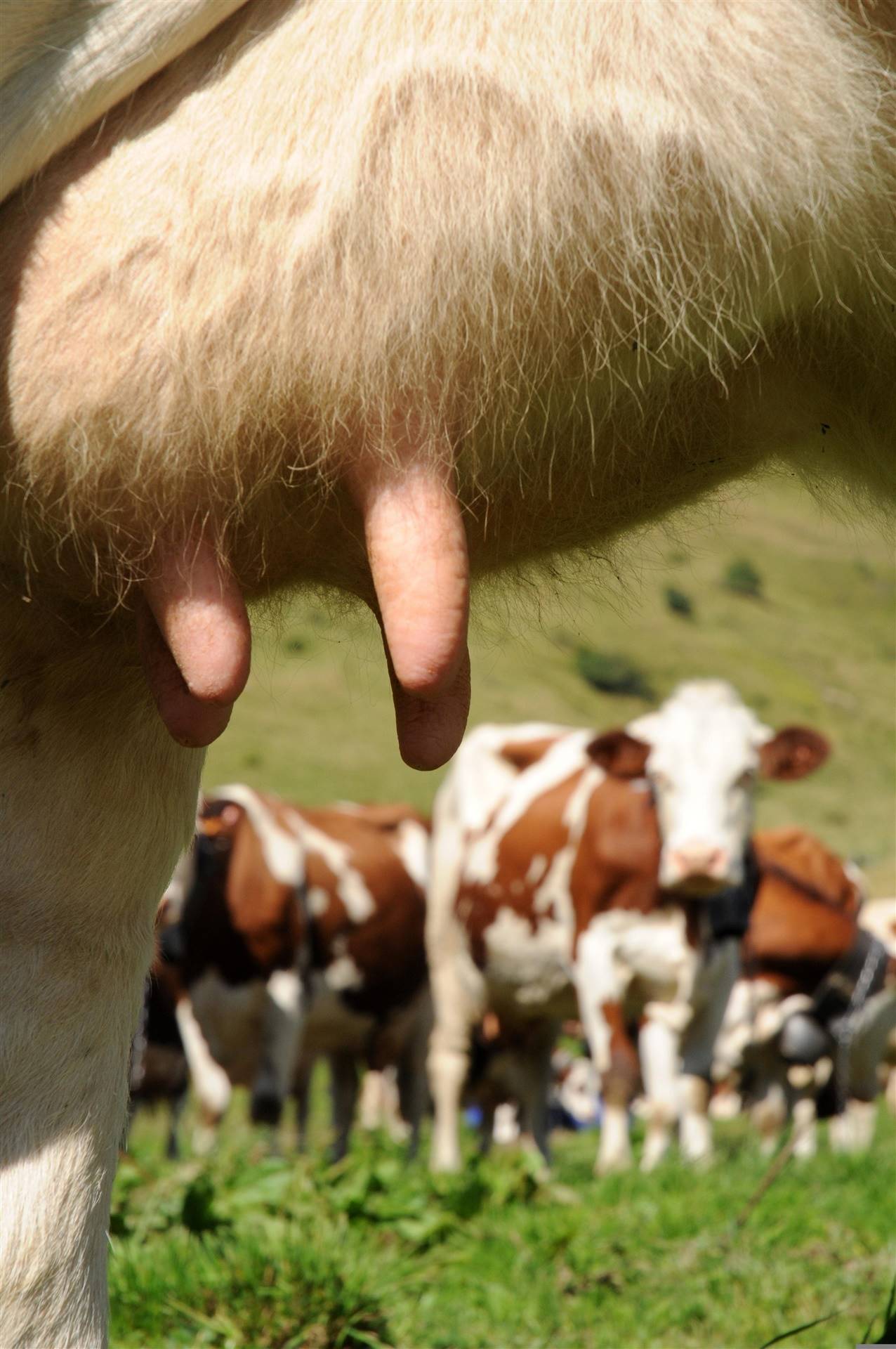 Estudo: substituto não antibiótico melhora qualidade do leite