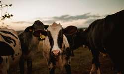 Análise do comportamento animal na produção leiteira