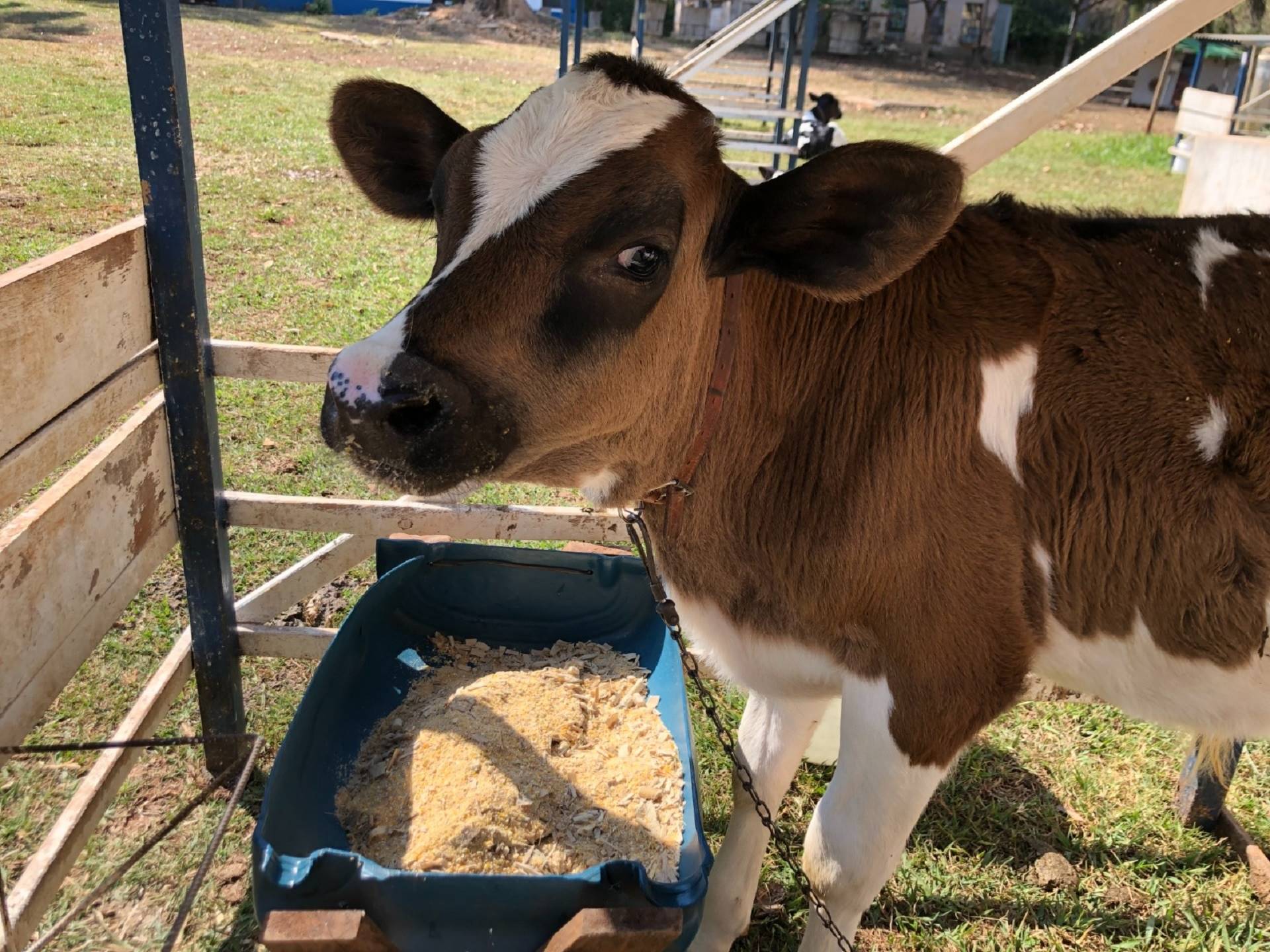 Uso de silagem de milho para bezerros em aleitamento