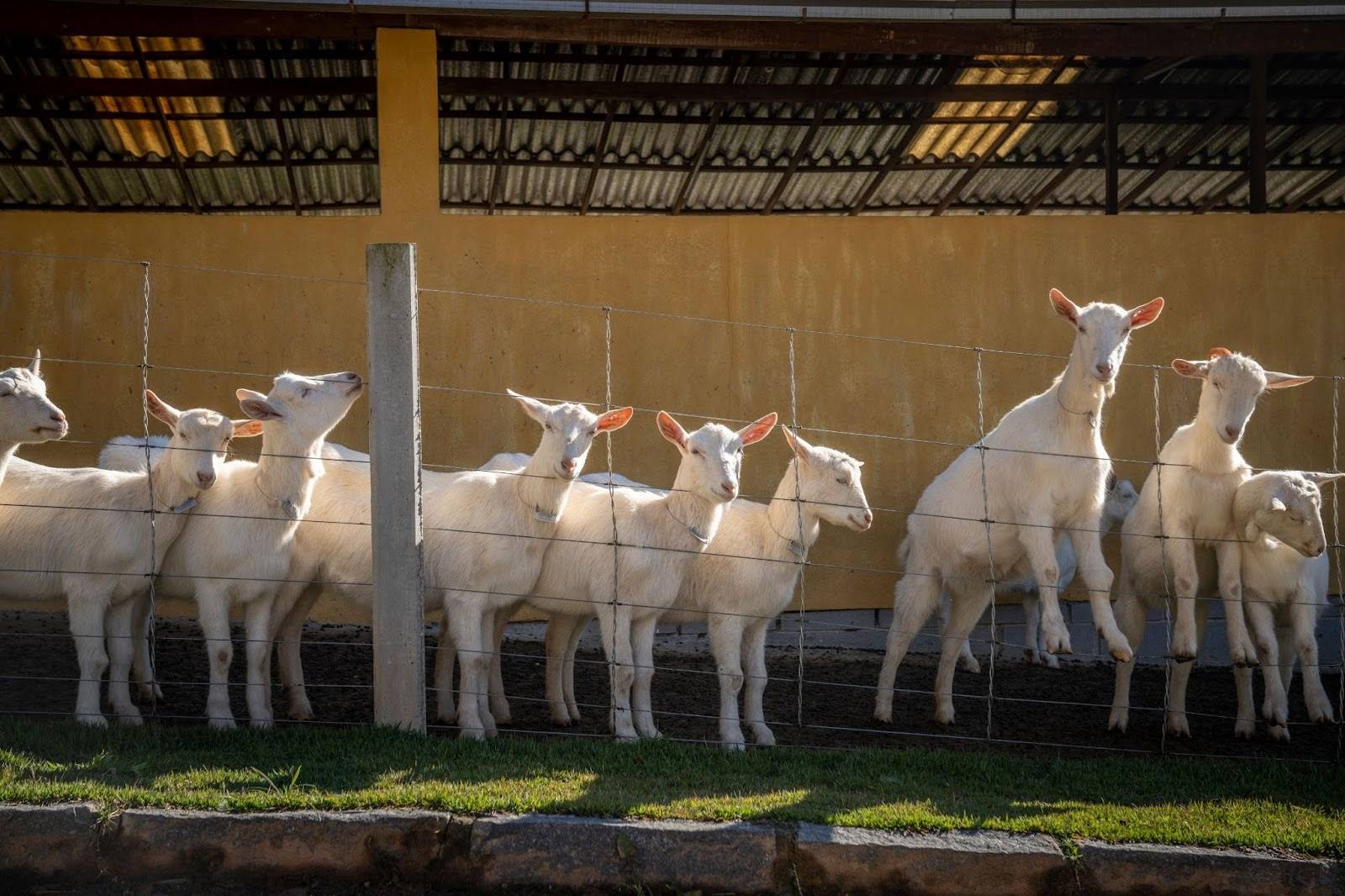 Leite de cabra possui 12% menos lactose do que o leite de vaca